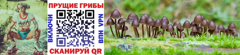 Галлюциногенные грибы Psilocybine cubensis  Белогорск 